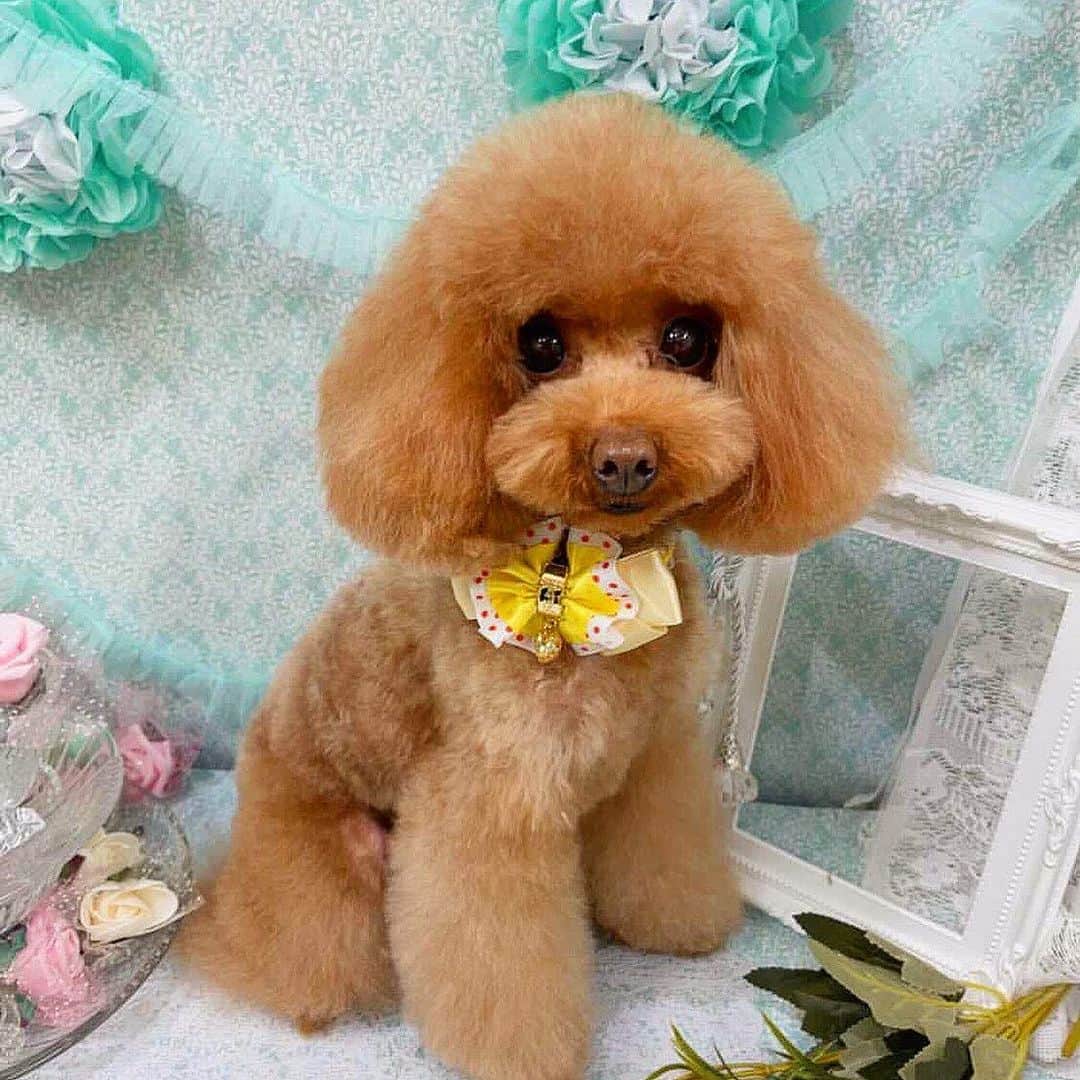 ☆SH!NR!☆のインスタグラム：「くっそ〜なんでこんなに可愛いねん😢むかつく たまには僕のhoneyの写真載せとくね🐶今回のコハチャンかわゆい？」