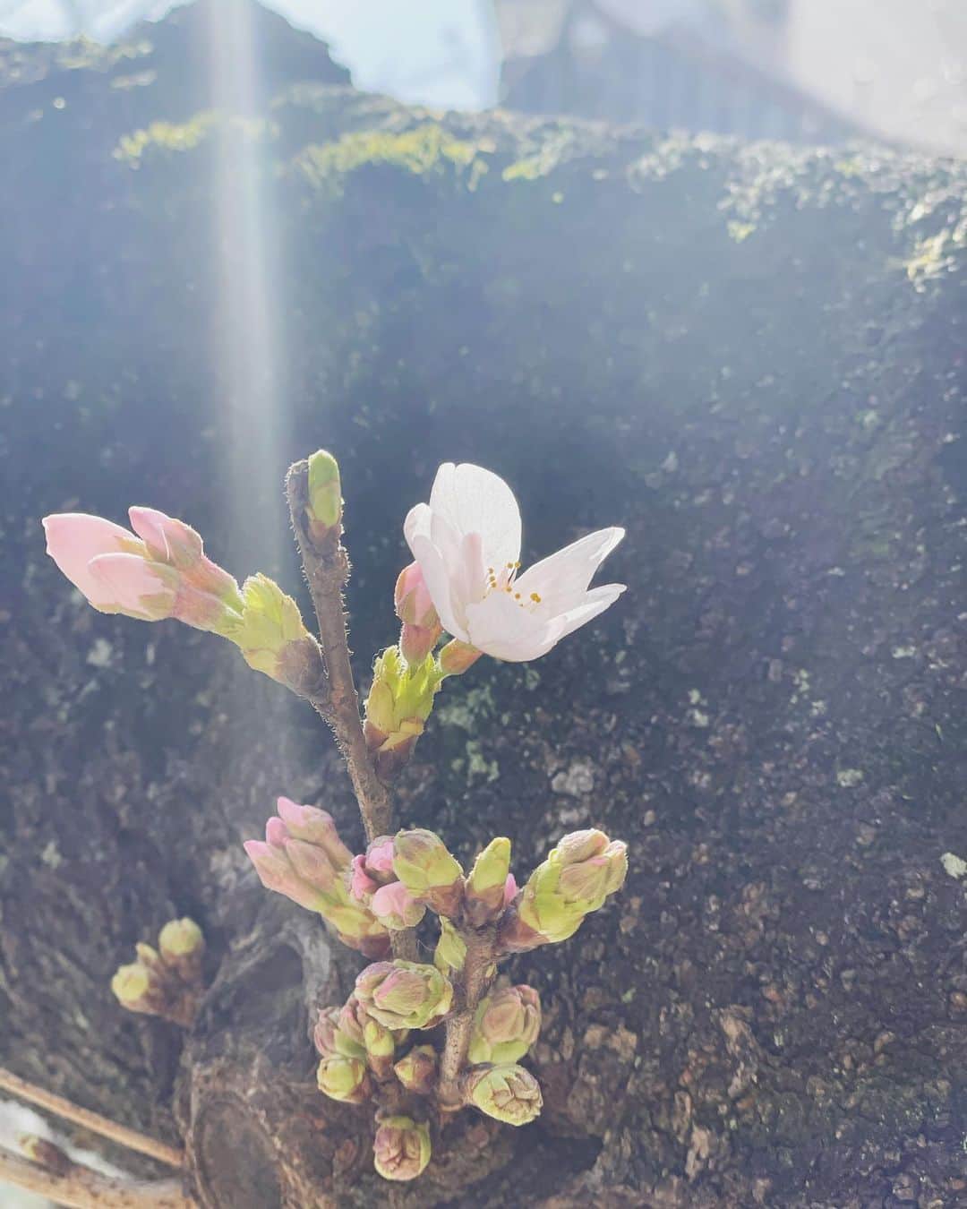 井上和香さんのインスタグラム写真 - (井上和香Instagram)「. 今日も暖かくて気持ちよくて、大好きな1日でした✨  近所の桜も一輪咲いていました🌸 ここから一気に咲くのかな？  満開の桜の下をお散歩できたらいいな🥰 . #桜 #春が好き #コーヒーとソイラテが好き」3月16日 18時54分 - inoue_waka