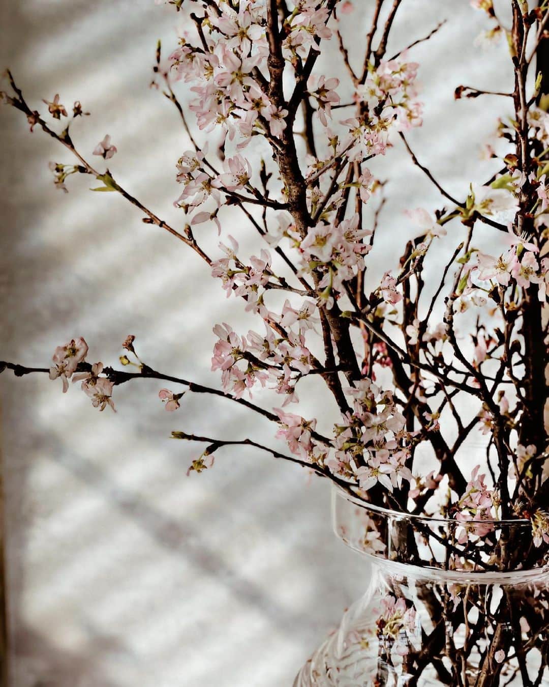 Yukicoさんのインスタグラム写真 - (YukicoInstagram)「𓆱𓆸𓆹𓆺 𝑆𝑝𝑟𝑖𝑛𝑔 ℎ𝑎𝑠 𝑐𝑜𝑚𝑒. おうちでプチお花見ももうおしまい🌸  ————————————————————— 見てくださる方にプラスになる投稿をしていきます 是非いいね♡フォロー♡ よろしくお願いいたします𓅟 私の写真の編集については フォトレッスンでレクチャーをしています —————————————————————  #storyofmylife#flowers#flowerporn#flowerslovers#flowerstyles#floweroflife#flower_perfection#flowerstagram#flowerporn#still_life_gallery#floweroftheday#littlethings#livethelittlethings#tv_living#f52grams#f52home#gatheringslikethese#feedfeed#simplepleasures#momentslikethese#blooms#flowertalking#bouquet#bouquets#flowerpower#thatsdarling#nothingsordinary#花のある暮らし#桜」3月16日 18時52分 - yukicolifecom