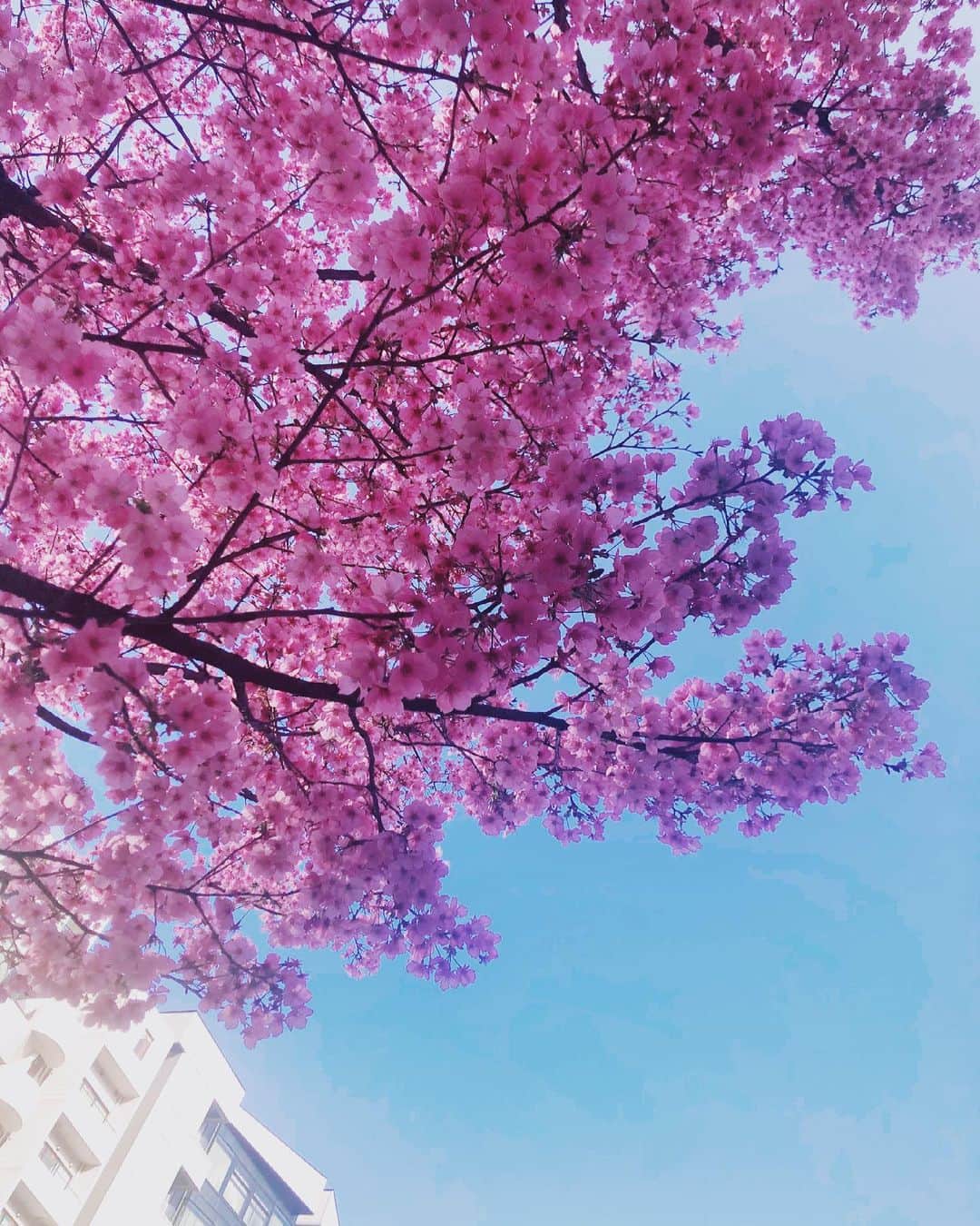 島袋寛子さんのインスタグラム写真 - (島袋寛子Instagram)「– 見なれた街並みも ピンク色に染まって 美しい。 今年もありがとう☺︎  #春です #春ですね #春だよ #春」3月16日 19時08分 - hiroko.shimabukuro