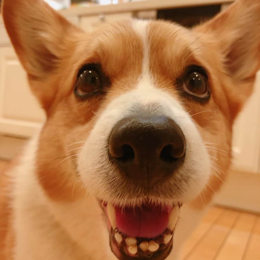 のインスタグラム：「この鼻を押すと皆さんに幸せが訪れます #corgi #コーギー」