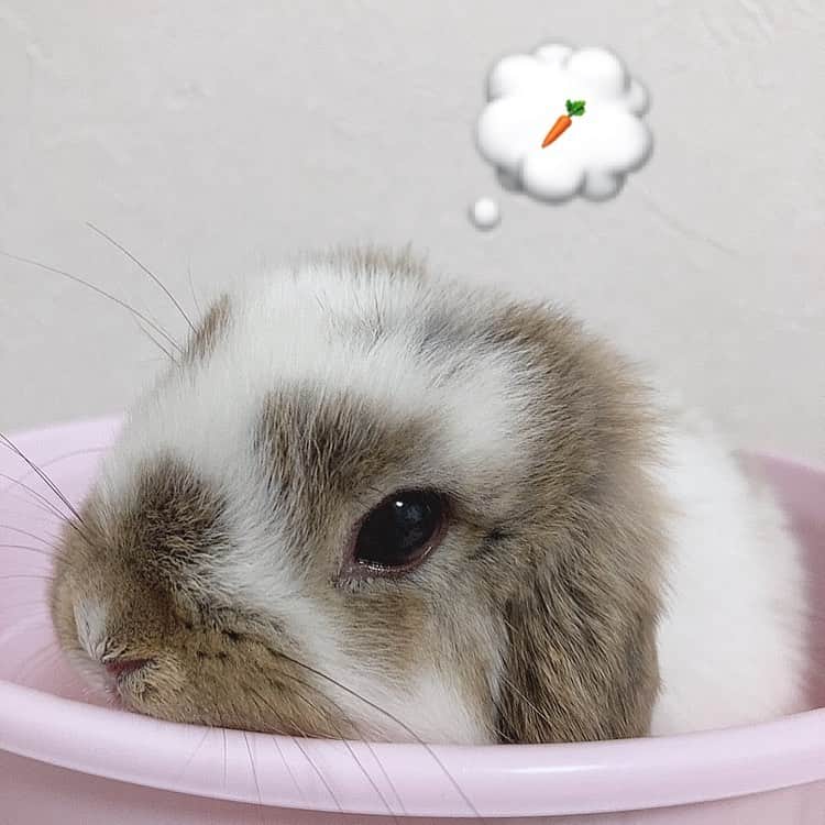 池田楓のインスタグラム：「🥕  まだにんじんはたべたことないです！  #うさぎ #うさぎのいる生活  #うさぎのいる暮らし #rabbit  #ホーランドロップ #🐰」