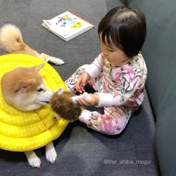 Moguのインスタグラム：「. ベビ子分とはこうしてちょくちょく遊んであげてるなの。 #子守 . @the_shiba_mogu  #柴犬 #shibainu #shiba#赤柴 #redshiba#犬 #dog#しばいぬ#nannydog#犬と子供#子供と犬#柴犬と子供#柴#赤ちゃんと犬#犬と赤ちゃん#柴犬と赤ちゃん#赤ちゃんと柴犬#柴犬のいる暮らし#子守犬 #pecobox @pecobox_official」