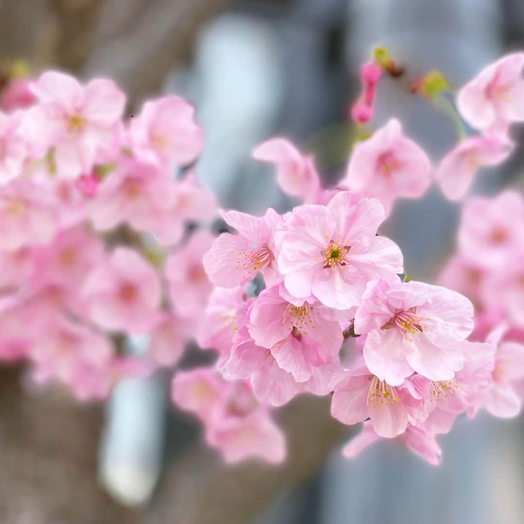 愛加あゆさんのインスタグラム写真 - (愛加あゆInstagram)「季節によって色んな表情を見せてくれる木々や植物🌸  自然の生命力を感じさせてくれる春は前向きな気持ちにさせてくれるし、何より可愛くてときめく🥰  特に桜は幼い頃から大好き！！ 一面が桜色に染まった道を散歩したいなぁ🌸✨  …花粉症こわいけど😷  #自然の造形美 #河津桜 #桜 #花 #ピンク #愛加あゆ」3月16日 20時00分 - manaka_ayu