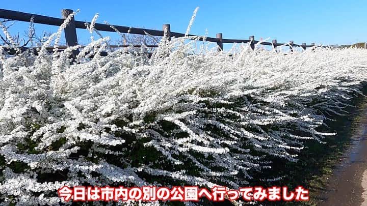 まゆみのインスタグラム：「。 。 雪柳の公園へ行ってみたら とても綺麗だったー✨ 。 河津桜は爆風でほとんど散ってたよ😅 。 。 秘密の雪柳撮影ポイント行ったら 角刈りになっていた😂 。 だれだー角刈りにしたのー😫 。 。 #角刈り雪柳 #こっちが残っててよかった #本日のYouTube より 。 。 #ゴールデンレトリバー#goldenretriever#dog#犬#あーるん#golden#retriever#doglover#insta_dog#ぺんぺん子ちゃん#welovegoldens#Instagram#Instagramjapan#Instagramdogs#9gag#dogstagram#dogsofinstagram#dogs#doggy」