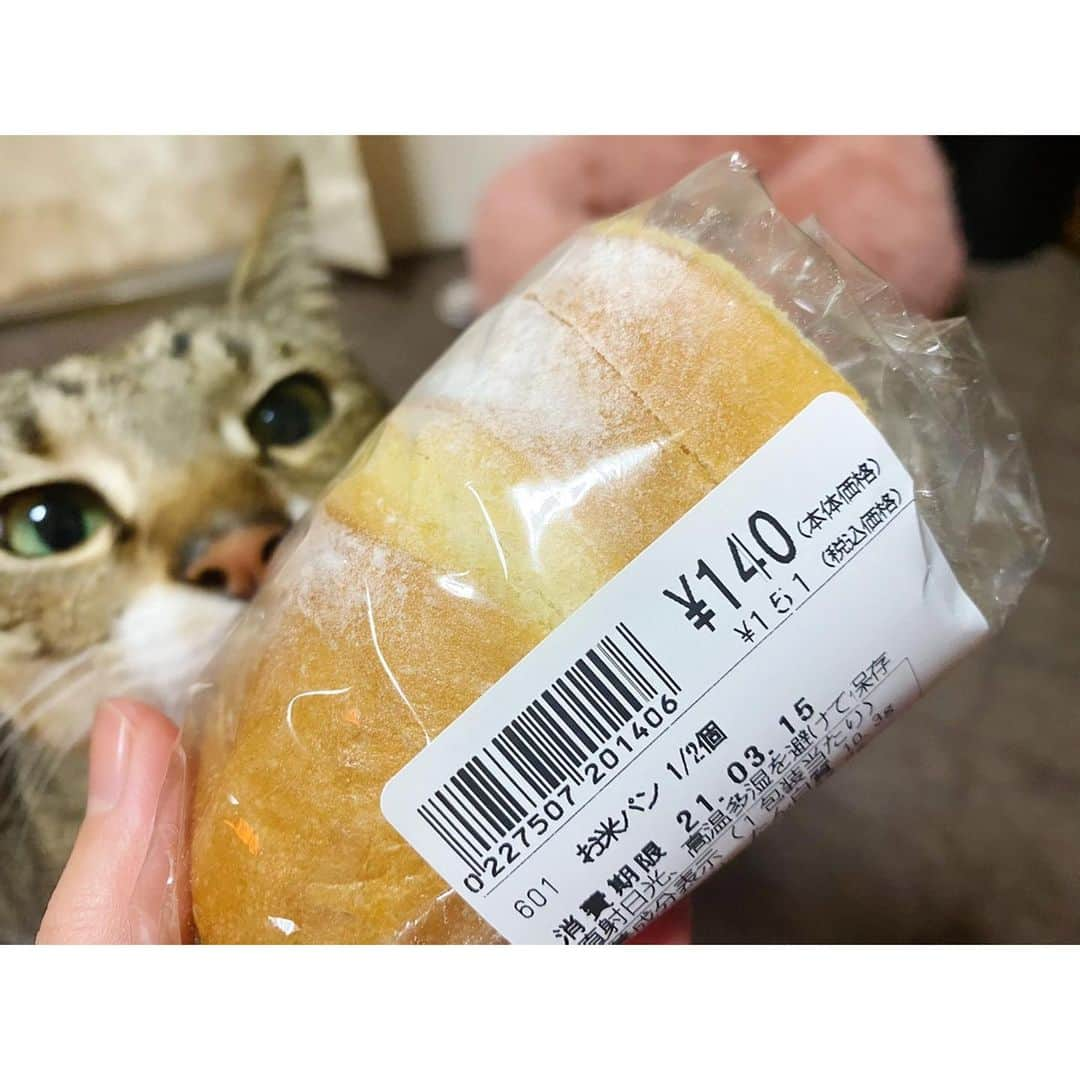 高木沙織さんのインスタグラム写真 - (高木沙織Instagram)「いつかの狙われたお米パン🍞 * 近所で買ったこのお米パン、 甘味があってモチモチで大好きです。 * 最近はパンも米粉。 パスタはそば粉が使われたもの。 ピザ生地はオートミールで作っています。 * でも本当は小麦粉が大好きなんだ。 完全に辞めるのはストレスになるから たまに食べます。 * 「絶対に」よりちょっと緩い方が 長期的に続けやすいですよね。 オートミールのピザ、近々アップします。 * #米粉 #米粉パン #お米パン #パン #猫 #猫すたぐらむ  #ねこ #ねこすたぐらむ  #狙ってる」3月16日 20時20分 - saori_takagi