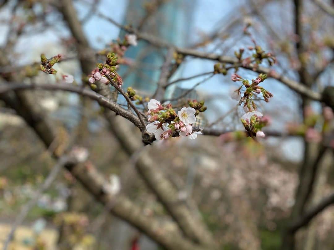 穂川果音さんのインスタグラム写真 - (穂川果音Instagram)「たまたま桜を見かけて、様子を見てきました🌸 陽当たりの良いところの桜はポツポツ咲いていました〜✨ それにしても、今日は暖かかったですねぇ。明日も、ポカポカ陽気続きそうです😊  　#桜　#sakura #六本木　#roppongi #spring #お散歩」3月16日 21時21分 - hokawakanonn