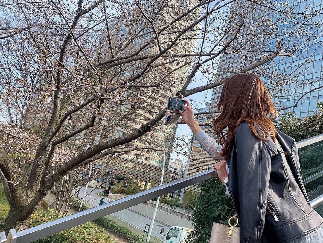穂川果音さんのインスタグラム写真 - (穂川果音Instagram)「たまたま桜を見かけて、様子を見てきました🌸 陽当たりの良いところの桜はポツポツ咲いていました〜✨ それにしても、今日は暖かかったですねぇ。明日も、ポカポカ陽気続きそうです😊  　#桜　#sakura #六本木　#roppongi #spring #お散歩」3月16日 21時21分 - hokawakanonn