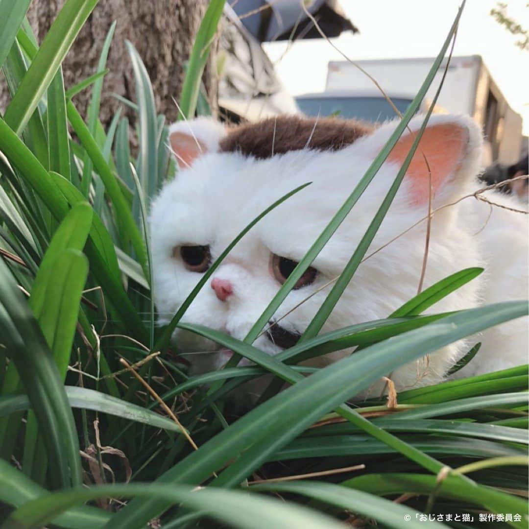 おじさまと猫のインスタグラム：「#ふくまる どこにいるの？ 早く帰っておいで…😭！  …という心境の公式です🙋‍♂️  明日は #おじさまと猫 11話放送！ そして #Paravi では最終回配信！  少し寂しいですが、フィナーレに向けて沢山のぬくぬくが詰まっているので早く皆様に見てほしいです🤲✨  10話の見逃し配信も明日まで🏃‍♀️ #TVer や #ネットもテレ東 で配信中！ お近くの方に教えてあげてください📡  #草刈正雄 #神木隆之介 #小関裕太 #武田玲奈 #平山浩行 #高橋ひとみ #升毅 #松本穂香 #吉澤嘉代子 #阿部真央 #猫 #猫のいる暮らし」