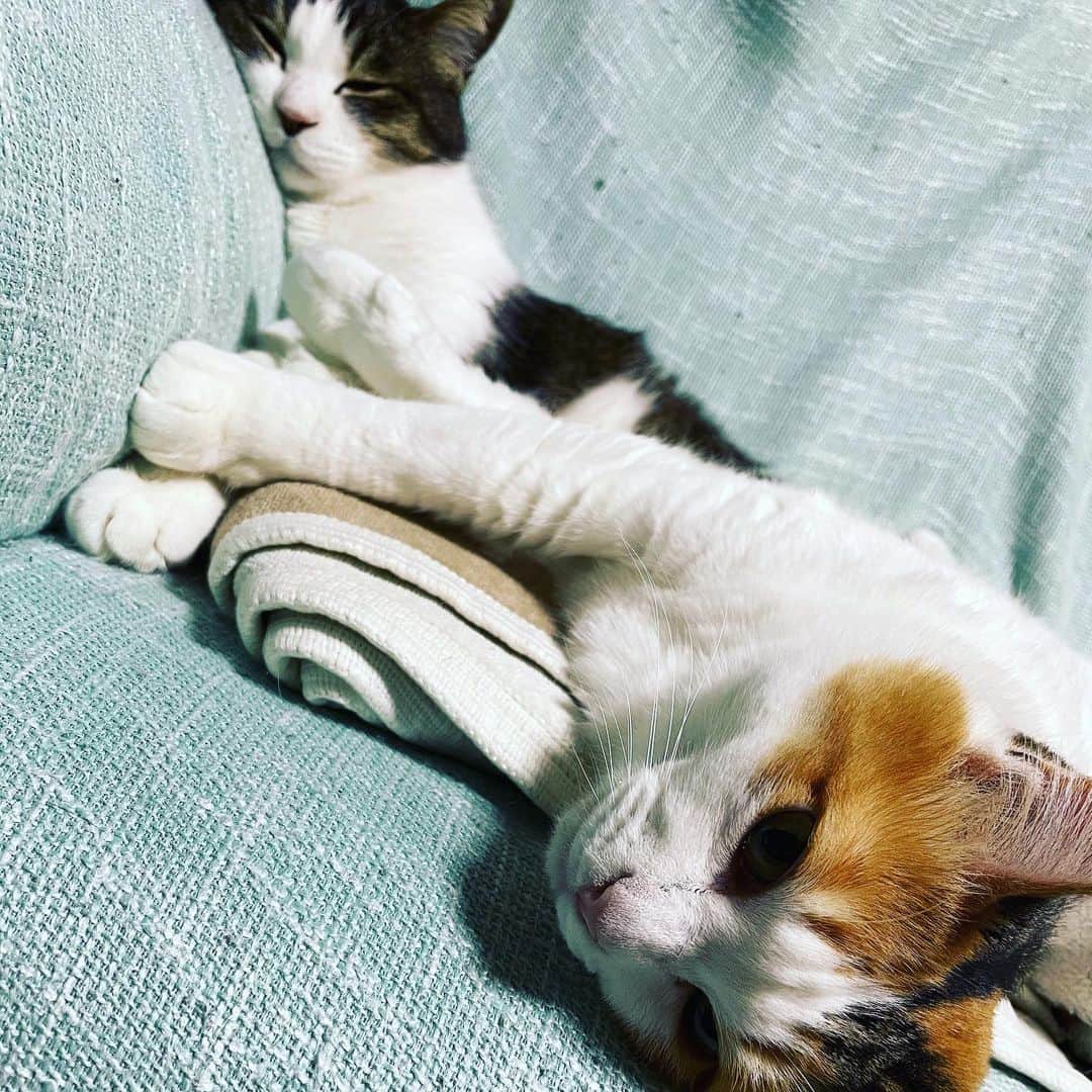 生天目仁美 さんのインスタグラム写真 - (生天目仁美 Instagram)「ただ今帰宅中。 今日はタイトなスケジュールだったので、 ちょっとお疲れ気味でございます。 帰ったら猫を撫で回そう🐱」3月16日 22時11分 - naba3po