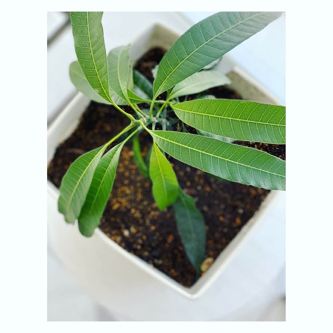 望月理恵さんのインスタグラム写真 - (望月理恵Instagram)「マンゴーがすくすく育っています。  植え替えしたのですが、 思ったより根が張ってなくて いつ枯れるか心配です💦」3月17日 9時26分 - mochiee28