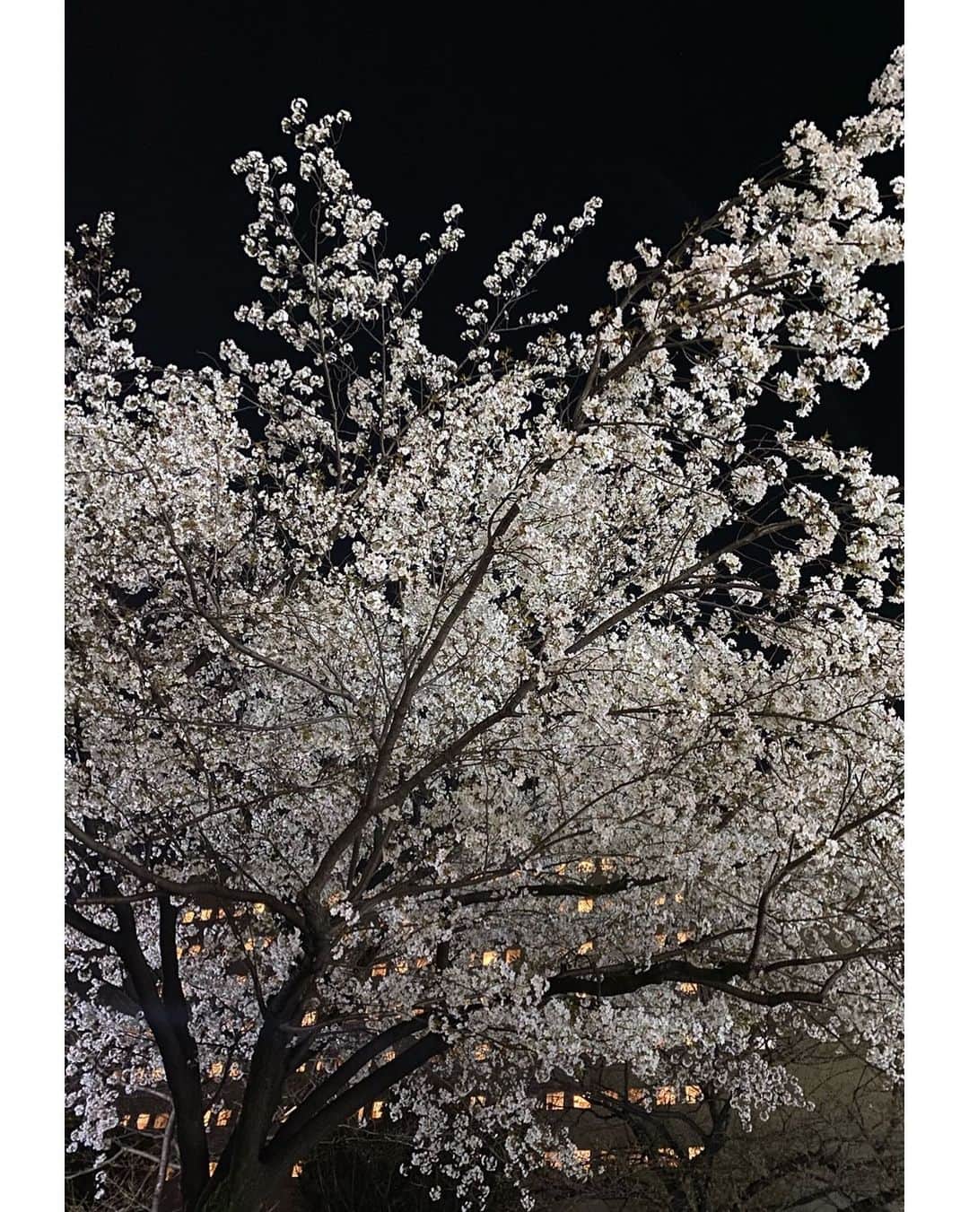立花麻理のインスタグラム：「・ ・ ✴︎ sakura ✴︎ ・ 気付けば満開🌸🌸🌸  ・ ・ ・  #桜 #夜桜 #sakura #cherryblossom #sobeautiful」