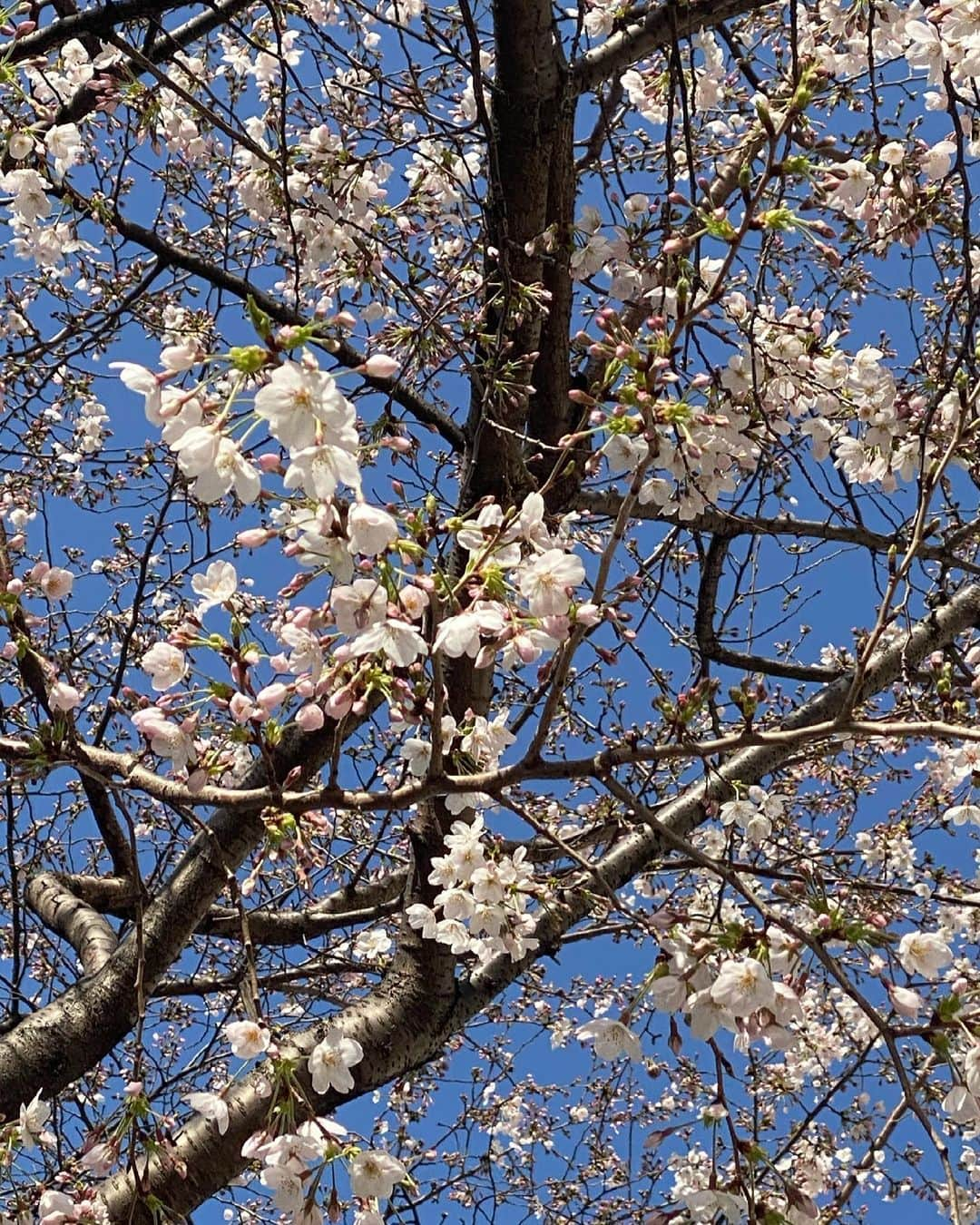 秋本祐希さんのインスタグラム写真 - (秋本祐希Instagram)「おはよう☺︎ いつもの道が 桜の木でいっぱいだから 毎年 春が待ち遠しいのです🌸 所々だけど咲いてきたっ 朝からhappy☺︎ #桜 #春 #cherryblossom #spring #happy」3月17日 8時33分 - ayuuki0908