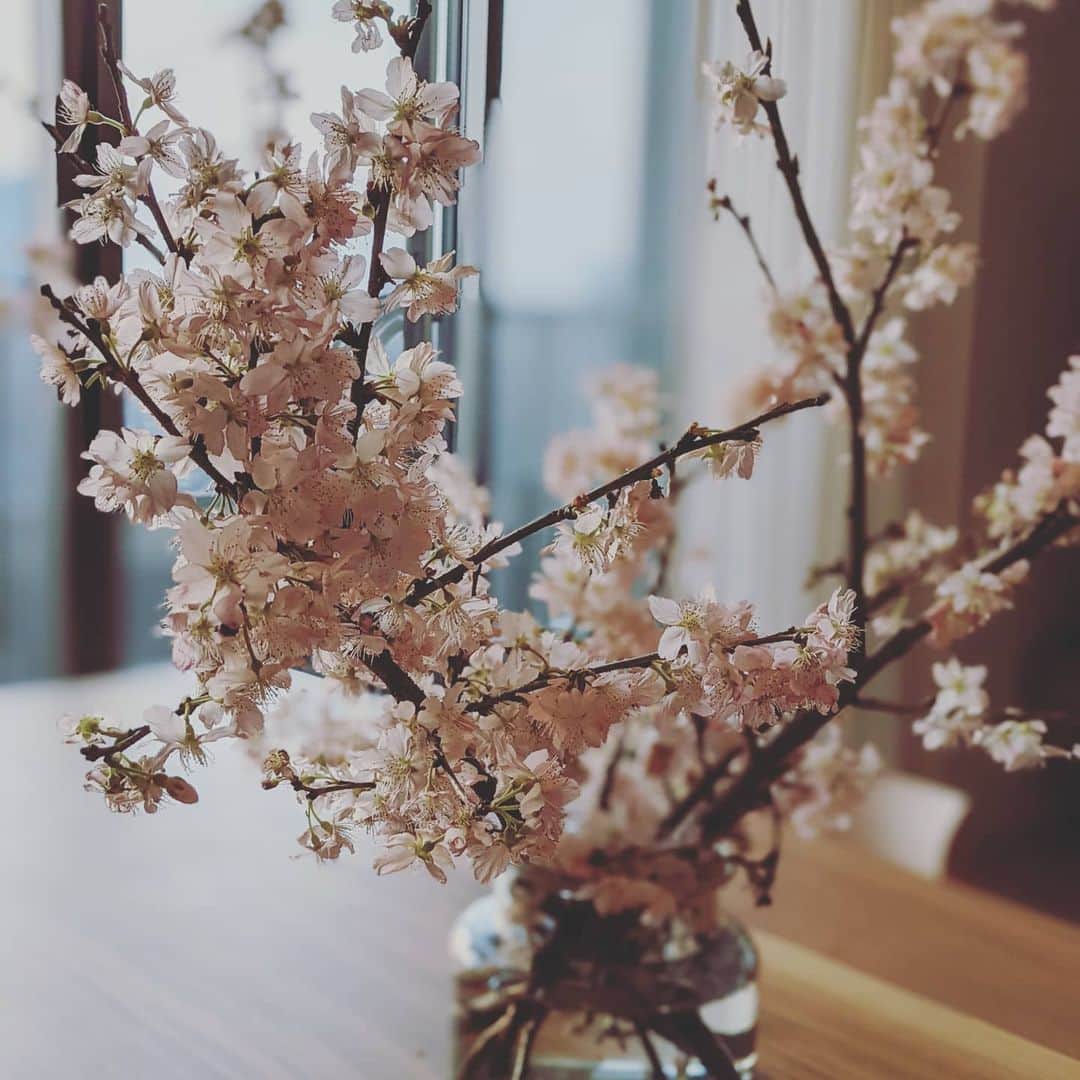 畠山智妃さんのインスタグラム写真 - (畠山智妃Instagram)「やーーーっと春がくるー♡  あ、引っ越しました☺ 契約から2年間…(笑)待った待った…Σ(・∀・；) 新居ということで張り切って桜🌸を飾ろうと調達したら、想像を遥かに超える豪華な桜🌸だった(*´∀｀*)  我が家にも春が来たぞー＼(^o^)／  引っ越し準備に付き合ってくれた娘ちゃんに、 自転車のプレゼント🎁 初乗り動画☺毎日乗ったら、シューーーーんって足を離せるようになるかなー😁  #引っ越し #春#sparkyecru #新居#新生活」3月17日 8時39分 - chaki_wooper