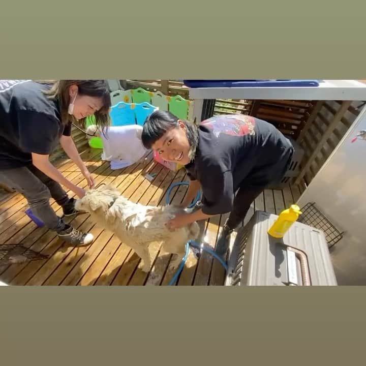 中原絵梨奈のインスタグラム：「予洗いからの 翌日サロン✨🦦✨ ちゅるちゅるピカピカ⭐️ . . . 駆虫薬の投薬 ワクチン フィラリア検査 狂犬病登録 マイクロチップ 避妊去勢手術 まだまだやることあるで。 血液検査とかさぁ、怪我の治療とか。 . . . 来てからやることがてんこ盛り。 . . . 人間と暮らすって大変なんだねぇ。 と、心の声が聞こえてきそう🐶🐱 . . . なんか、リトルマーメイドがいつも頭に浮かぶんだけど 海の中の生活ももちろん幸せで楽しくて だけど陸に上がってみたら 初めてのことだらけでむちゃくちゃなこともたくさんして だけど愛する人に出会って また違う幸せと楽しさを経験して こんな毎日もありなんじゃない、 なんて思える日が来たらとても嬉しいなぁ。って。 同じ地球だけど全く違う毎日が待ってる。 それが少しでもより良い毎日だと嬉しいな。と、思う。 . . . 「殺処分ゼロ」と言う言葉にみんなが煽られてそこばっかりに意識が向くけどそうじゃないことを本当に知ってほしい。 . . . 保健所から出しただけ 拾っただけ 「保護」しただけ . . . なーんにも将来に繋がってない、 ただ中間地点。 ただの「点」 点と点を繋ぐことが私たちの1番大切な部分で そこを バッサリ誰かに頼んで 点だけって 一体何がしたいの？ ってとてもとても思う。 その中途半端な偽善が本気で取り組む私たちの行動の大きな邪魔をしてることを知ってほしいなぁ。なんて思う。 . . . やらない善よりやる偽善。 だけど、偽善にもなってない「点」の行動は可哀想な犬猫たちがもっと可哀想になることを知ってほしい。」