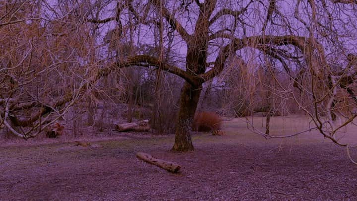 ウルリック・マンターのインスタグラム：「Under a tree in Slottskogen. “Come find me” out this Friday.」