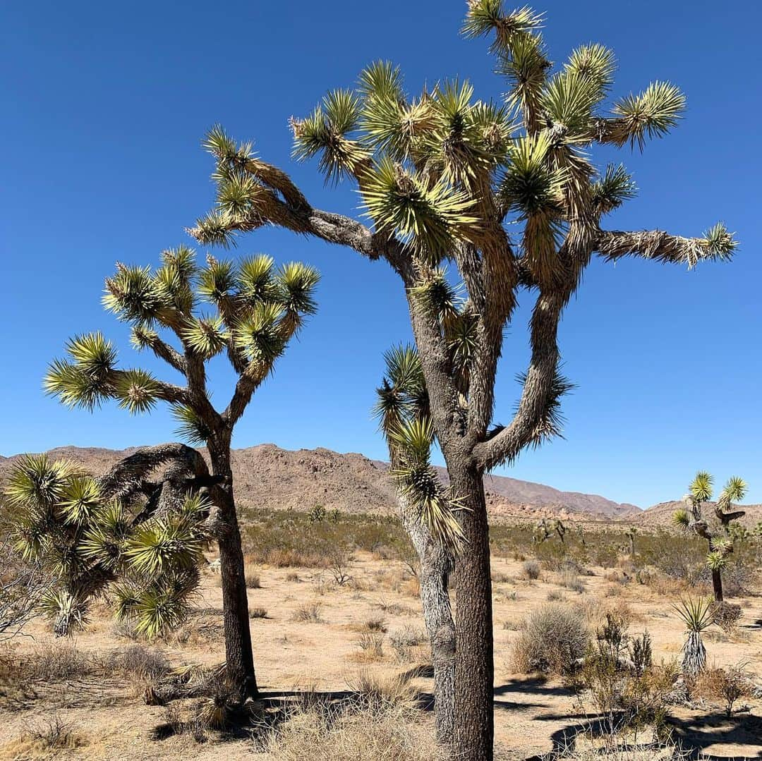 空まどかさんのインスタグラム写真 - (空まどかInstagram)「This is a Joshua Tree🌲  They were so strong like they would never fall down and leaves are super sharp like needles.   これがジョシュアツリーでございます！！めちゃくちゃ頑丈で私が乗ってもビクともしなかったし、葉っぱは触ったら怪我するくらい硬いよ。砂漠に生えてる植物やからほんとに強いんだよね。めちゃくちゃ生命の神秘を感じるよね🌵✨」3月17日 3時44分 - sky_madoka