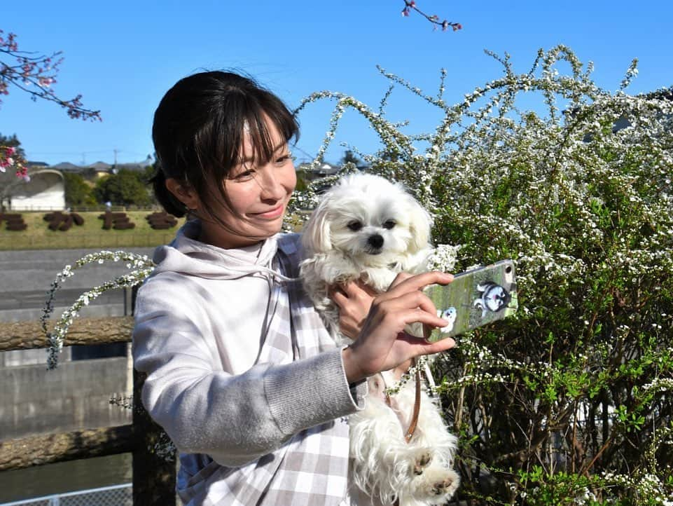 小野真弓さんのインスタグラム写真 - (小野真弓Instagram)「おはようございます🕊 あちこちお花が綺麗な季節(*´꒳`*) お休みの日は、人のいないところへお散歩へ😷🐾 ぼーっと、のんびりが幸せな季節🍵☺️ ずーっと、こうしていたい🤤 あぁ、怠惰なこころ。。🌸🌼🏵 #チワワ#ハナちゃん #チワマル#ハルくん #いぬすたぐらむ #いぬばか部 #chihuahua #maltese #mixdog#doglover #dogstagram #いぬのいる暮らし #ちばすたぐらむ#千葉暮らし#雪柳#桜#山#ちわわせ 今日も良い一日を🍀☺️😷🌈」3月17日 6時16分 - hanaharuaroi