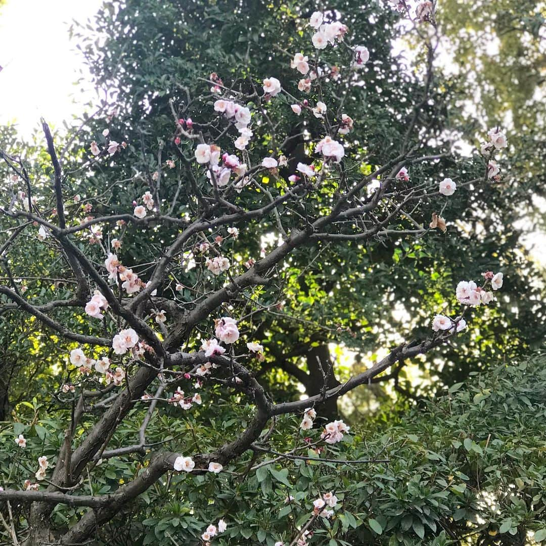 前野えまさんのインスタグラム写真 - (前野えまInstagram)「今朝も気持ち良い朝🌸  今日も頑張る🌸🌸 ・ #おはようございます #春 #朝の風景 #朝時間 #花のある風景 #花のち晴れ #小春日和 #日々の記録 #高校生 #17歳 #行ってきます   #goodmorning #spring #flowers #flowerphotography #morningwalk #seventeen #haveaniceday  #followme #tagsforlikesapp #actress #actor #girl #photography #portrait #portraitphotography #daily_phot_jpn #japan_daytime_view」3月17日 6時20分 - maeno_ema