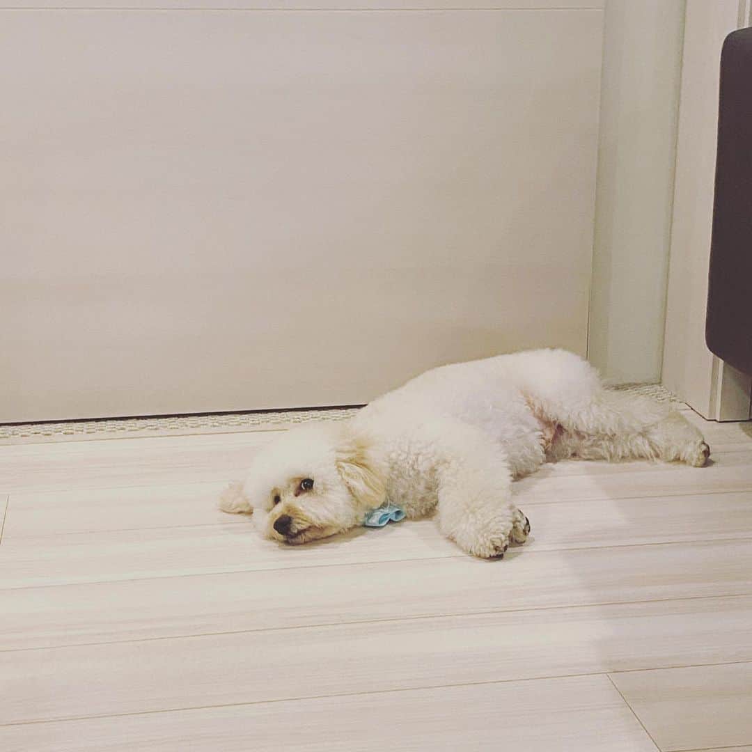 川口優菜さんのインスタグラム写真 - (川口優菜Instagram)「ぇえ🥺🥺 我が家のワンコロ♡ だらだら犬に育ってしまいました😱  リラックスしててママは嬉しい♪ 落ち着く家でなにより😋😋」3月17日 12時40分 - yuna.kawaguchi