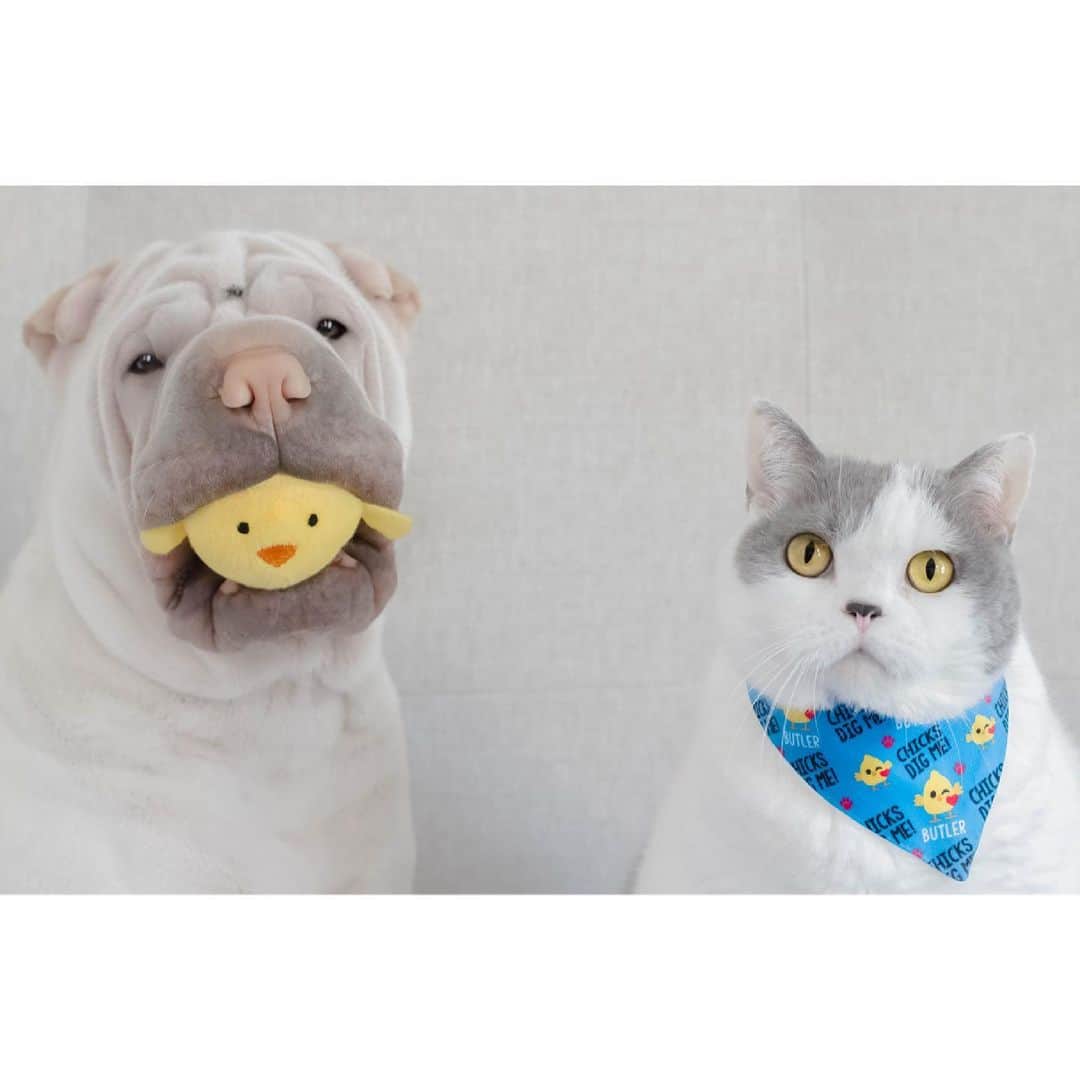 のインスタグラム：「The chicks dig us 🐥 #boys #butler #lambington #sharpei #sharpeisofinstagram #britishshorthair #cat #cats #catsofinstagram #catlovers #dog #sharpeisoftheworld #catsanddogs #brothers #dogsofinstagram #petsofinstagram #cutepets #squishyfacecrew #wrinkles #idpetcrew #instagood #weeklyfluff #instadaily #iloveyoutothemoonandback adorable personalised Easter neckerchief is from @idpetaustralia」