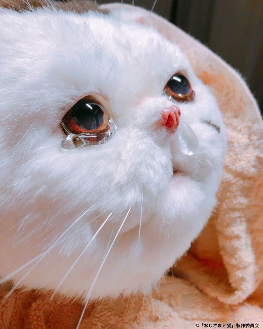 おじさまと猫のインスタグラム：「#ふくまる 泣かないで！ きっとパパさんたちが 見つけてくれるよ😭😭！  ／ #おじさまと猫 第11話は 今日深夜放送❣️ ＼  神田とふくまるは、 再会できるのか…？？  公式もテレ東の中を探し続けます！🏃‍♂️  ⬇️ テレビ東京・大阪 今日深夜0:58  テレビ愛知 今日深夜2:05  #草刈正雄 #神木隆之介 #小関裕太 #武田玲奈 #平山浩行  #高橋ひとみ #升毅 #吉澤嘉代子 #阿部真央 #猫 #猫のいる暮らし」