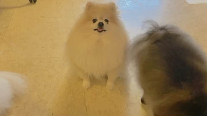 ノ・ミヌのインスタグラム：「(ㅇㅅㅇ)( •ㅅ• ;)(*ㅅ*) ㅇㅏㄴㅣ 선생님들  ㄴHㄱㅏ ㄷㅓ 땀ㅇiㄴㅏ   子供たちと忙しい汗が出るぞお It’s not so easy 🐽 @momo_tarotomy」