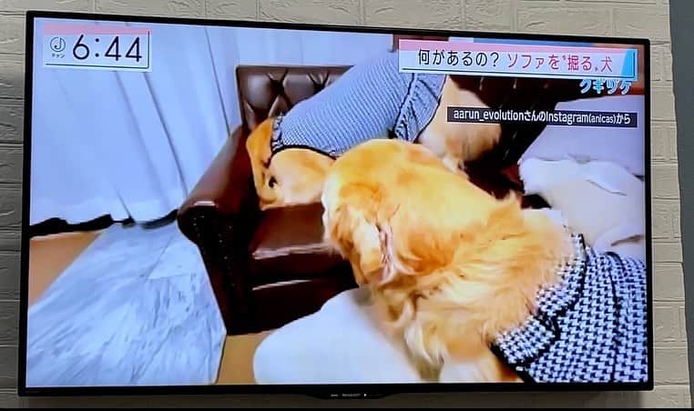 まゆみのインスタグラム：「。 。 全国放送じゃないんだけど 関東で放送されてる テレビ朝日の スーパーＪチャンネルで あーぺー動画を紹介してもらえたよ😄 ストーリーズから観れるので是非！ 。 我が子とはいえ テレビを動画撮影し投稿したら怒られちゃうみたいなので写真撮ってみたよ😂 。 可愛い洋服着てるのに 穴掘りしてるとこ😂😂 。 #穴へのこだわり #新しいソファー来ないね #新しいソファーを受け入れてくれなかったらどーしよ 。 。 #ゴールデンレトリバー#goldenretriever#dog#犬#あーるん#golden#retriever#doglover#insta_dog#ぺんぺん子ちゃん#welovegoldens#Instagram#Instagramjapan#Instagramdogs#9gag#dogstagram#dogsofinstagram#dogs#doggy」