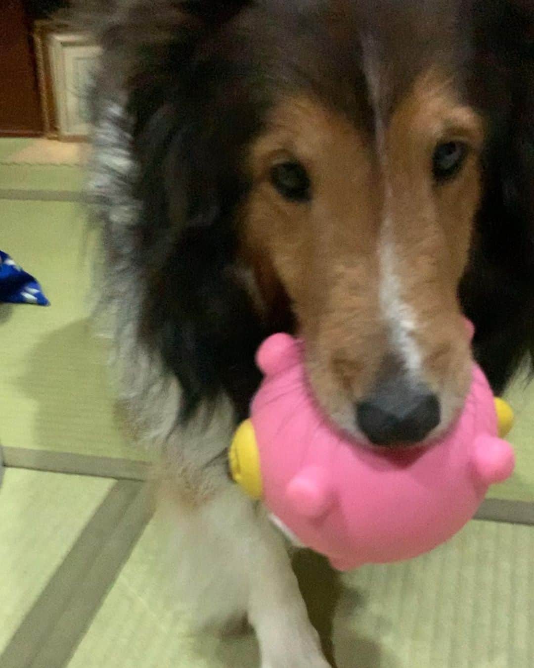 岸本加世子さんのインスタグラム写真 - (岸本加世子Instagram)「姫子の癌が再発してしまいました。２度の癌摘出手術。４回の抗がん剤治療をしましたが後ろ足に小さい癌の再発を先生が見つけてくれました。 明日また手術とは知らず、オモチャをくわえて私に持ってくる姫子に胸がつぶれる想いです。私がしっかりしないと！#シェットランドシープドッグ #犬の癌」3月17日 19時39分 - kayokokishimoto