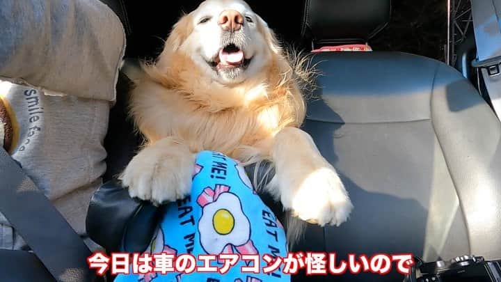 まゆみのインスタグラム：「。 。 #本日のYouTube より 。 今日は オンボロAP号の夏仕様キャンペーン😂 。 私ね 今まで車のエアコンフィルターの存在すら知らなかったんだけど 。 あんのね！ フィルター🤣 。 そこそこ古いって理由もあるから 買い替えを検討してたんだけど エアコンも微妙ってのが2つ目の理由 。 いつも行く馬場自動車で 直るなら今のうちに直してもらおうと 行ってみたんだけど 。 壊れてませーん👋🏻😑 って😅 。 いーえ壊れてます😑💧 この程度の温度で エアコンLOでキンキンにならないって 絶対におかしいもん💧 。 って伝えたら 。 フィルターをサクッと出してくれた。 。 もーね びっくりし過ぎて写真撮るの忘れたんだけど😂😂😂😂 掃除機の中身みたいだったよ！！ フィルターがー！🤣🤣 。 あれじゃー効くわけないよー 。 我が家の殆どの車 フィルター交換したことなかったけど ゴル乗せてる車で あら？エアコン効いてる？なんて思ったら是非フィルター交換して🤣🤣🤣 。 もーね絶対フィルターに決まってる😂 。 。 #犬車 #フィルター交換必須 #それかフィルター掃除 #全然違うよ！ #キンキンになった！ #エアコン復活 。 あとはシェード類等を付けてみたよ 。 。 。 #ゴールデンレトリバー#goldenretriever#dog#犬#あーるん#golden#retriever#doglover#insta_dog#ぺんぺん子ちゃん#welovegoldens#Instagram#Instagramjapan#Instagramdogs#9gag#dogstagram#dogsofinstagram#dogs#doggy」