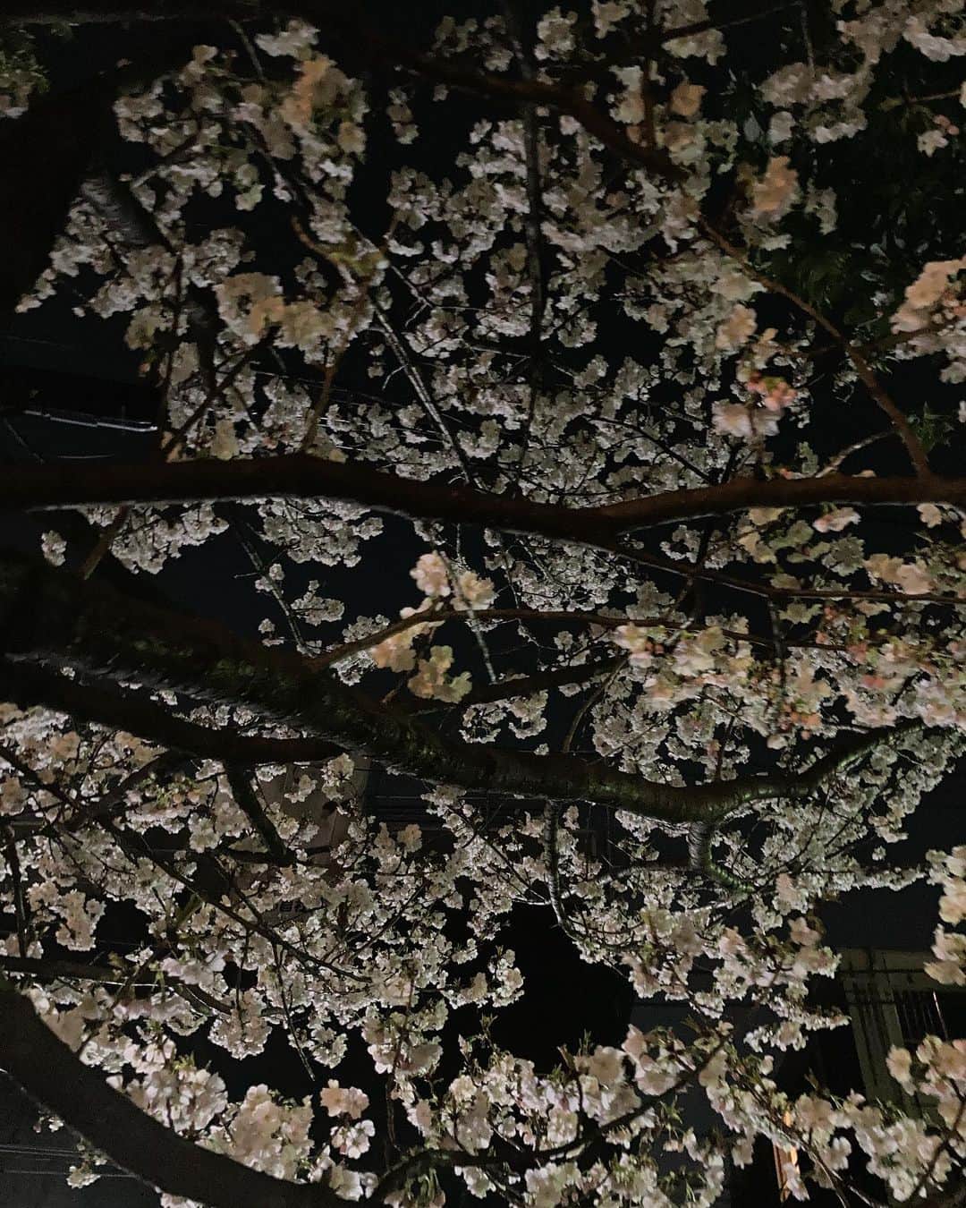 のインスタグラム：「夜桜。  #夜桜 #近所の桜もきれいに咲いてた🌸」