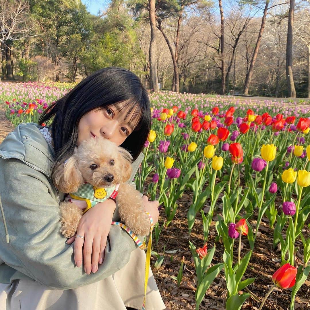 のインスタグラム：「🐶🌷💛 #チューリップ #花 #flower #トイプードル」