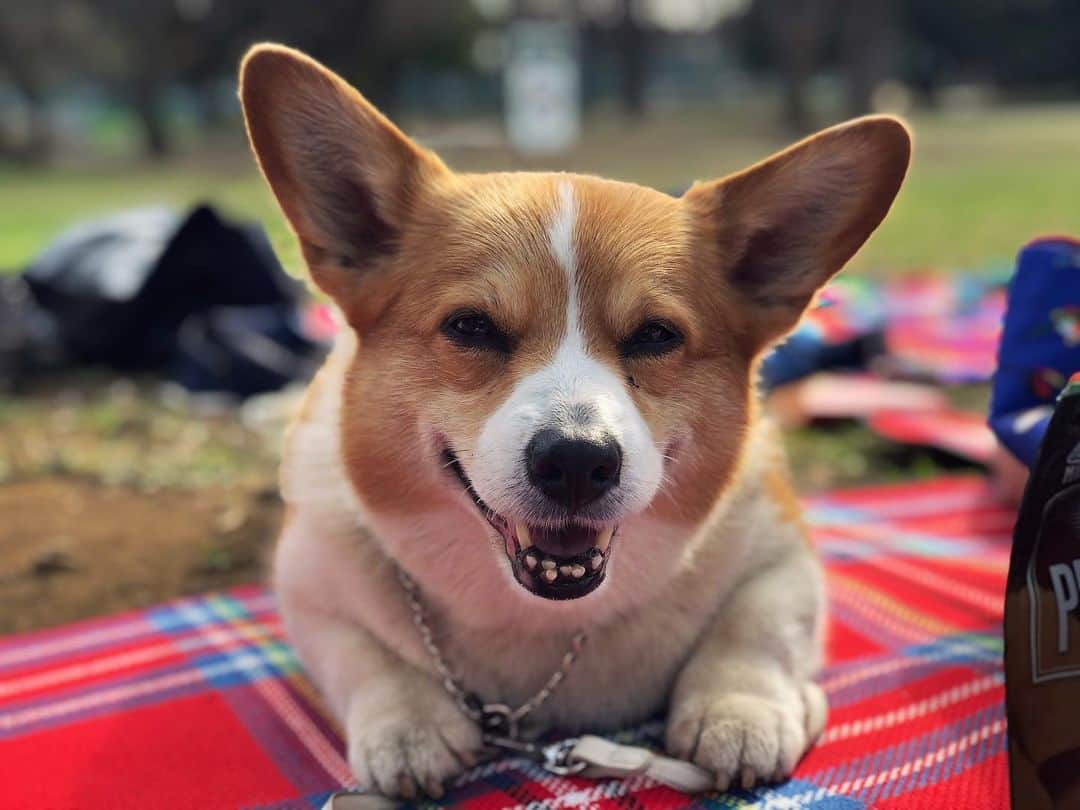 のインスタグラム：「ピクニック日和でした🐕 #corgi #コーギー」