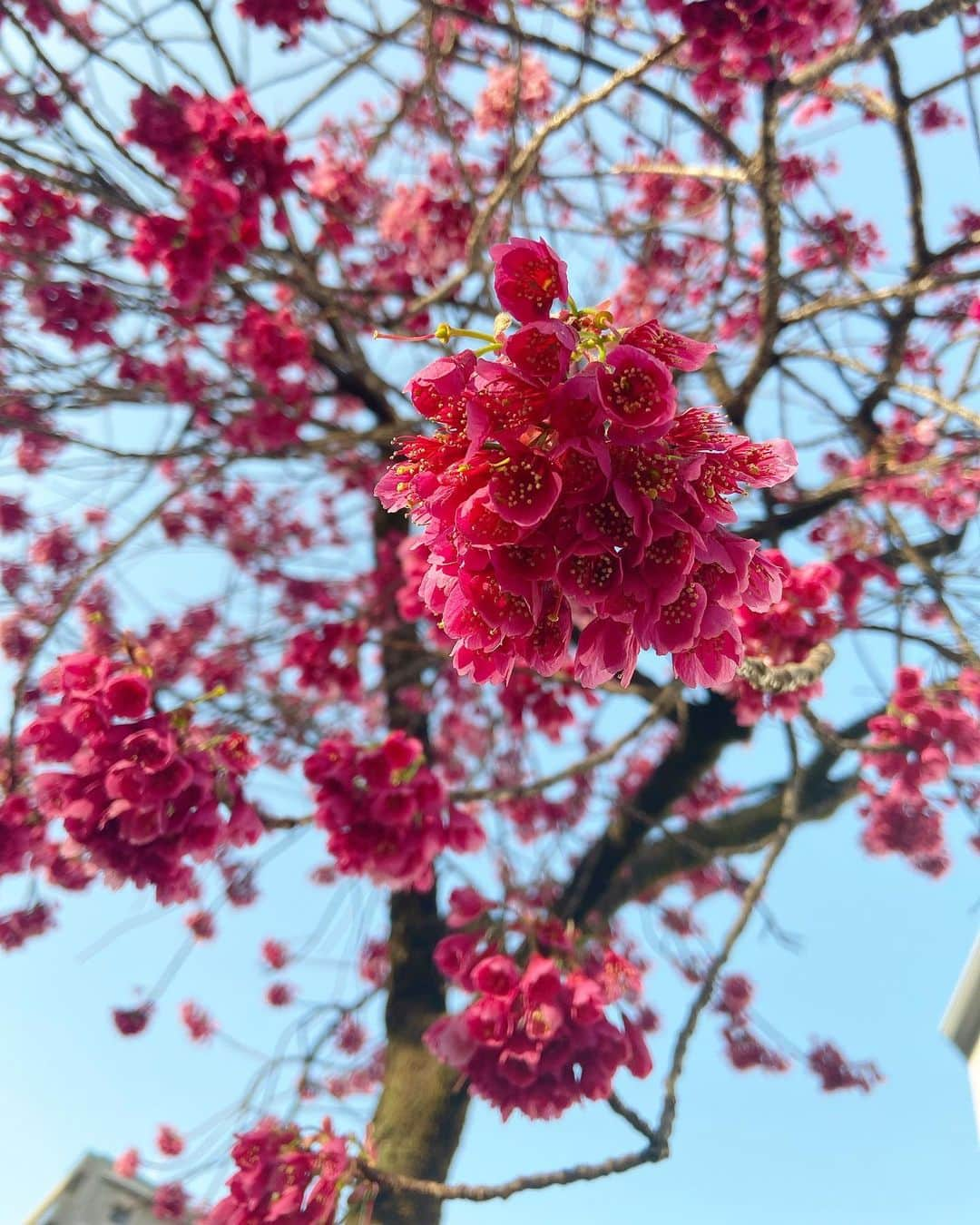 島津咲苗さんのインスタグラム写真 - (島津咲苗Instagram)「名古屋でも桜の開花発表が🌸 中継では名古屋地方気象台の桜をお伝えしました。風に吹かれて桜も気持ちよさそうでしたね♪  こちらは、早咲きのカンヒザクラ。 加工なしでこの色です🌸 . . . #カンヒザクラ #オオカンザクラの並木道 #桜並木 #早咲きの桜 #はなすたぐらむ #春」3月17日 22時23分 - sanae_shimazu