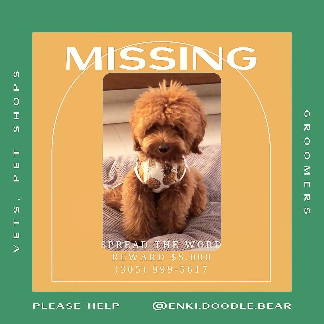 GODDESS OF LOVEのインスタグラム：「If ENKI is not brushed every other day he will need to be taken to a groomer very soon. Please help by contacting your Groomer, Vet, and local pet shops (even if you are located in another city). You just never know! He is Micro-chipped. He is only 10 pounds, but looks about 20 pounds! #miamigroomers #petgrooming #veterinarian #petshop #petgrooming」