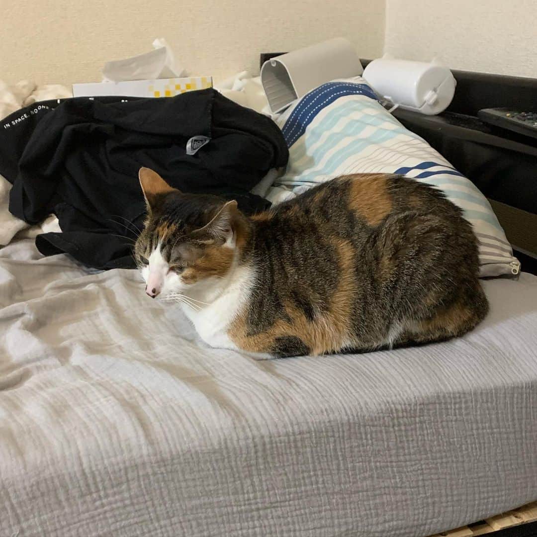 浜田さんのインスタグラム写真 - (浜田Instagram)「猫飼いたい。じゃあないだろ？ おなすと暮らしたい。だろ？」3月17日 23時05分 - eijump