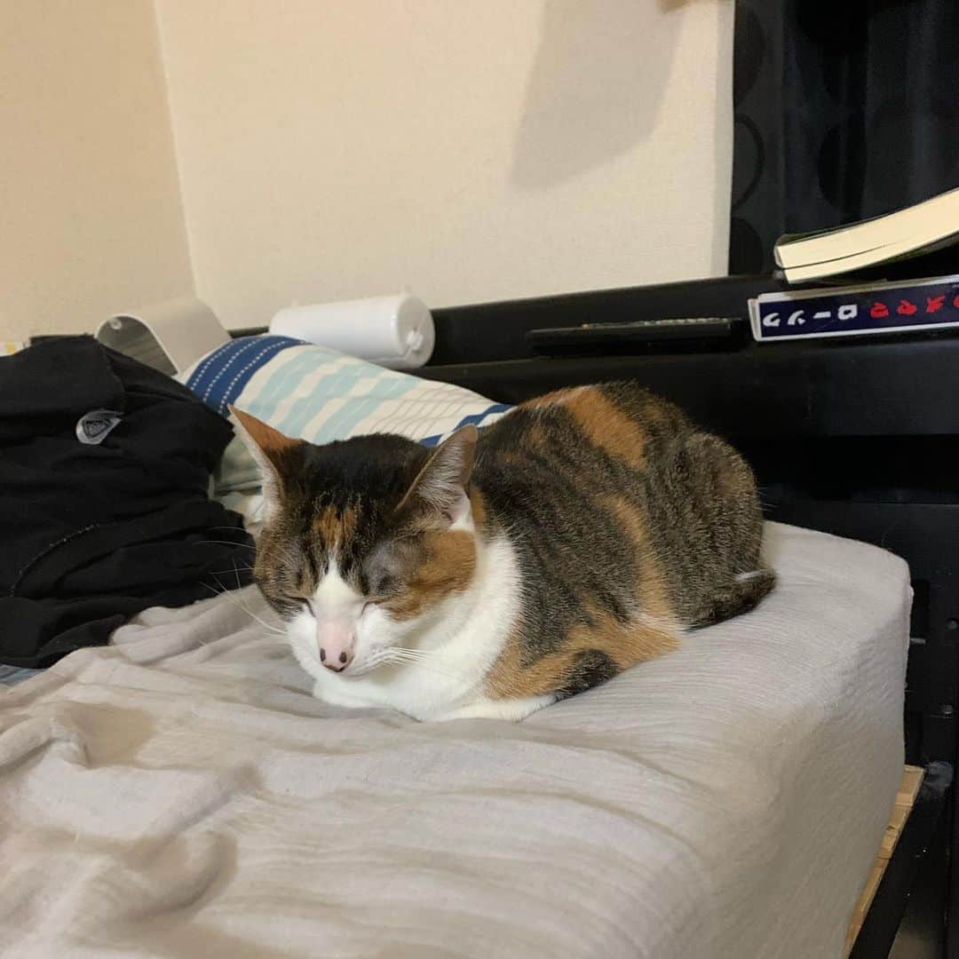浜田さんのインスタグラム写真 - (浜田Instagram)「猫飼いたい。じゃあないだろ？ おなすと暮らしたい。だろ？」3月17日 23時05分 - eijump