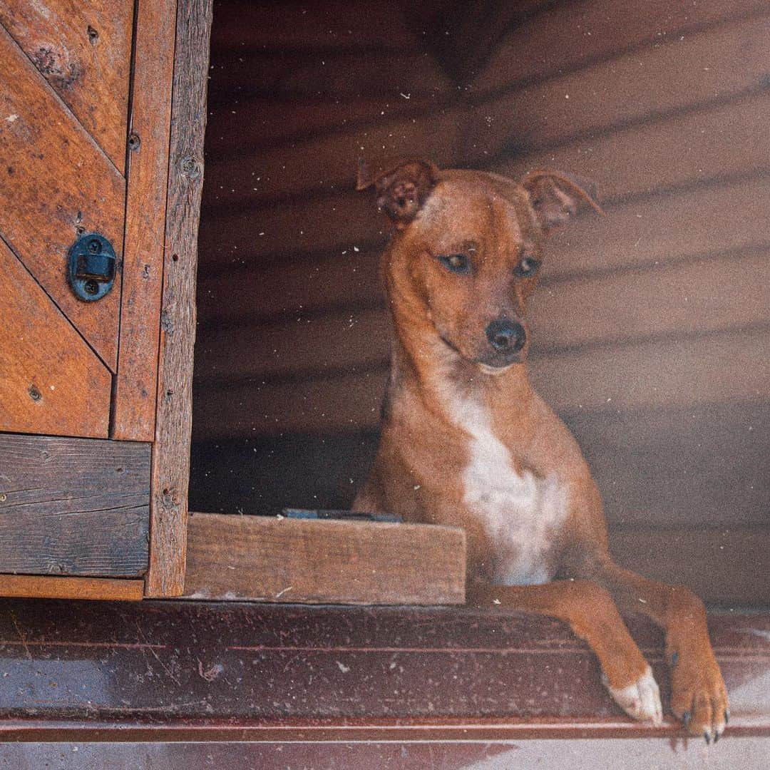 サラ・ジーン・アンダーウッドさんのインスタグラム写真 - (サラ・ジーン・アンダーウッドInstagram)「Our little road dog ❤️ . Truck cabin by @jacobwitzling & @saraunderwood . #dogsofinsta #adoptdontshop #diy #truckcamper #ford #cabin #vanlife #homeiswhereyouparkit」3月18日 2時13分 - saraunderwood