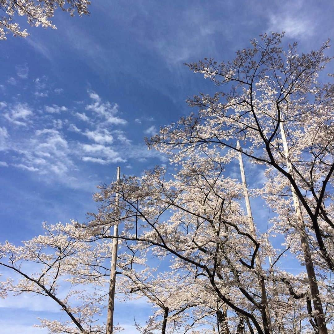 徳重杏奈のインスタグラム：「🌸﻿ フォローしてくださっている方と﻿ たまたま #淡墨桜 の話になったので﻿ 5年前にいった﻿ 岐阜県本巣市にある #根尾谷淡墨桜 の写真。﻿ ﻿ 近くの売店の方に話しかけると﻿ 朝とは色が違うことを教えてくださり﻿ 散り際に薄い墨色を帯びるのは﻿ 本当なんだと嬉しくなったのを覚えています。﻿ ﻿ メ〜テレからだと﻿ 2時間半ほどかかるので﻿ 番組反省会が終わってすぐ﻿ 「桜を見にいきたいので今日はもう帰っていいですか？」と裕二さんに聞いたら﻿ ﻿ メ〜テレアナウンス部の﻿ ワークライフバランスの鏡と﻿ 褒められましたことも思い出しました🙈﻿ ﻿ ﻿ ﻿ #日本三大桜 #薄墨桜 #桜 #アナウンサー #徳重杏奈」