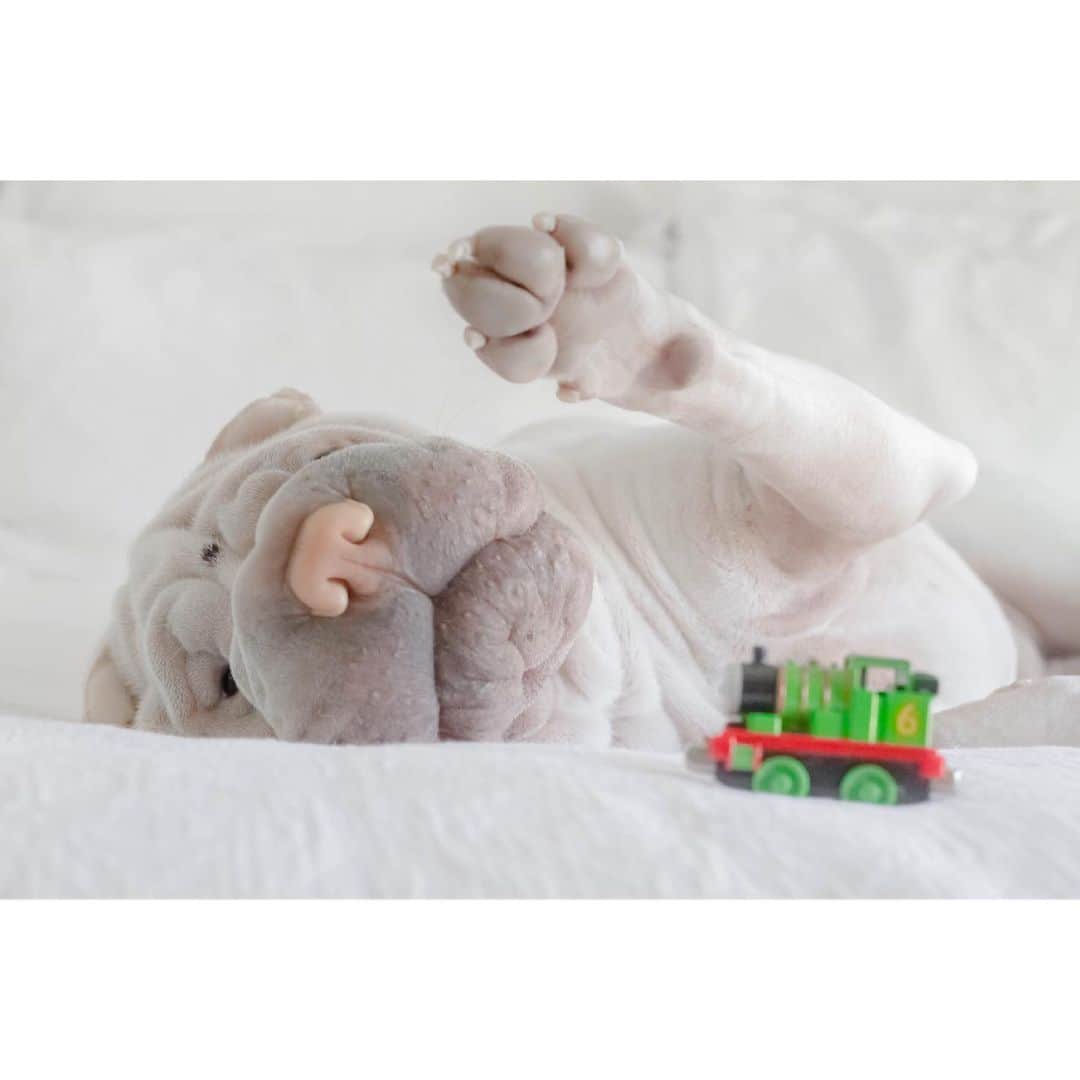 のインスタグラム：「Hello friends, I’m just playing trains 🚂 What are you up today? #abitbored #playingwithtrains #lambington #friday #sharpei #wrinkles #sharpeisofinstagram #happyweekend #dog #dogs #dogsofinstagram #love #weeklyfluff #cutedogs #instagood #doggo #bark #iloveyoutothemoonandback」