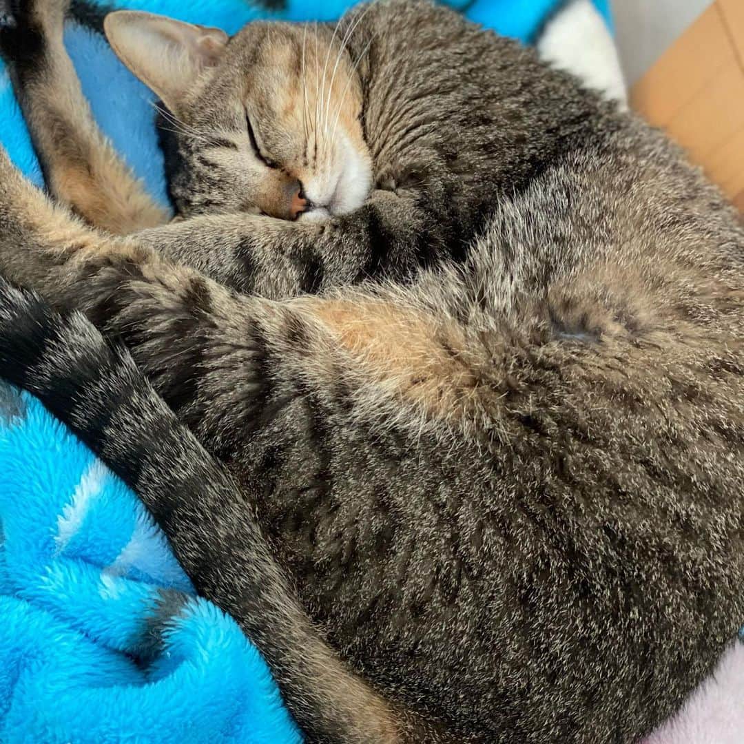 長与千種さんのインスタグラム写真 - (長与千種Instagram)「朝起きる すずちゃんは まだまだ寝てます  お寝坊さん😘  毎朝 ありがとう！！  #suzu_chan #ねこすきさんと繋がりたい #ねこのいる生活 #猫のいる暮らし」3月18日 10時25分 - chigusanagayo