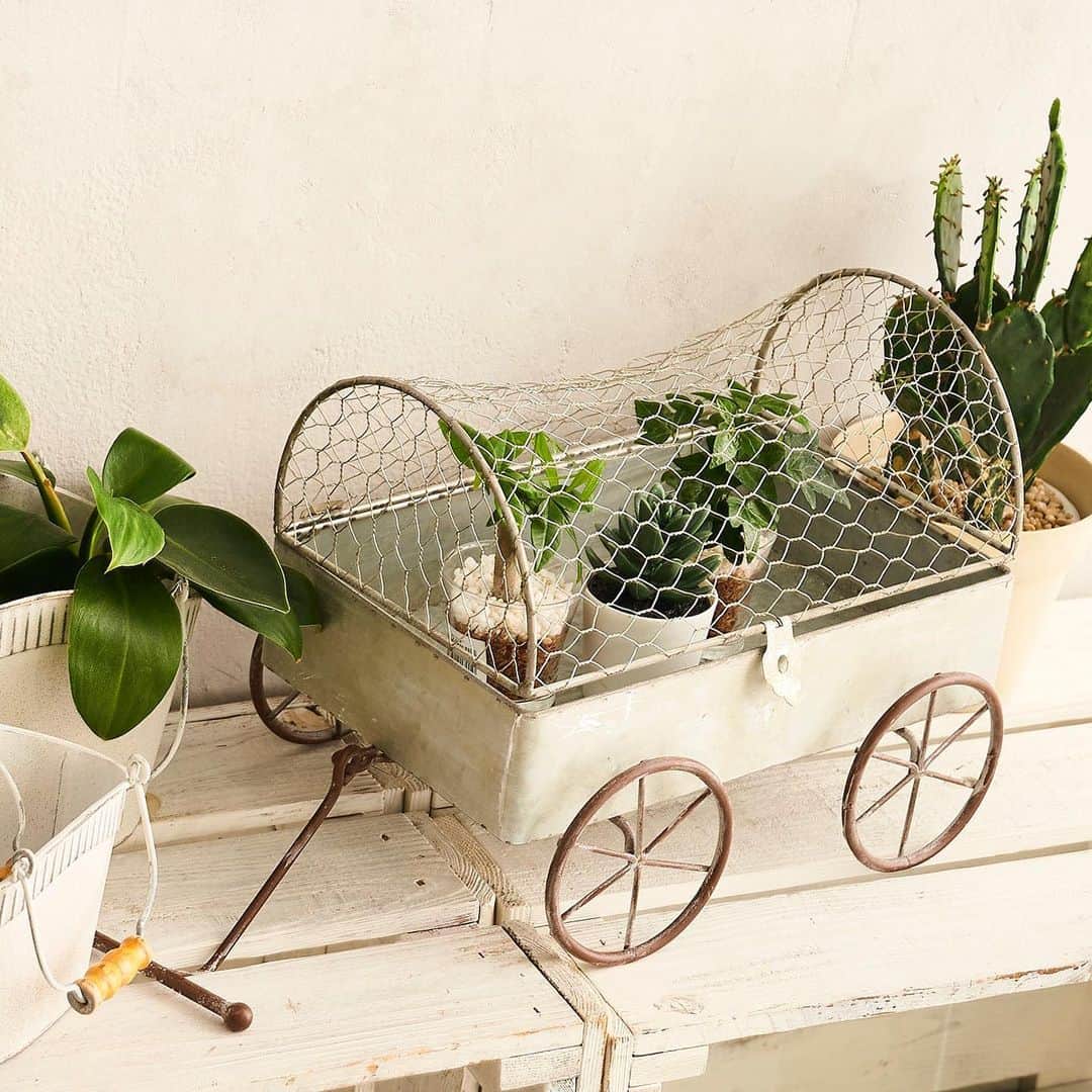 salut!のインスタグラム：「カートの中に植物を入れてディスプレイ！  ネットになっているので中に入れる植物を変えるだけで雰囲気がガラッと変わりそう𓅿𓅿  人気の観葉植物と相性抜群の新商品が入荷しております☀︎  是非公式通販サイトからご覧くださいませ𓂃⚑  公式通販サイトは @salut_shop  トップページURLよりご確認くださいませ⋆*  ※店舗により在庫数が異なります。 ご来店の前にお近くの店舗までご確認くださいますようお願い致します。  #サリュ #salut #まいにちインテリア  #観葉植物 #観葉植物インテリア #観葉植物のある暮らし #観葉植物のある生活 #ブリキ #ディスプレイ雑貨 #カート  #プチプラ #プチプラ雑貨 #プチプラインテリア #プチプラ小物 #プチプラ通販  #インテリア雑貨 #インテリア小物 #インテリア  #ナチュラルな暮らし #ナチュラルインテリア #ナチュラルコーデ #ナチュラル　#smileispower_pal」