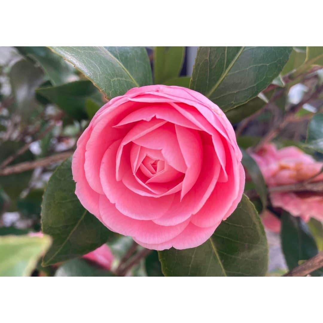石橋静河さんのインスタグラム写真 - (石橋静河Instagram)「Spring is blooming in Tokyo🐣」3月18日 21時21分 - shizuka_isbs