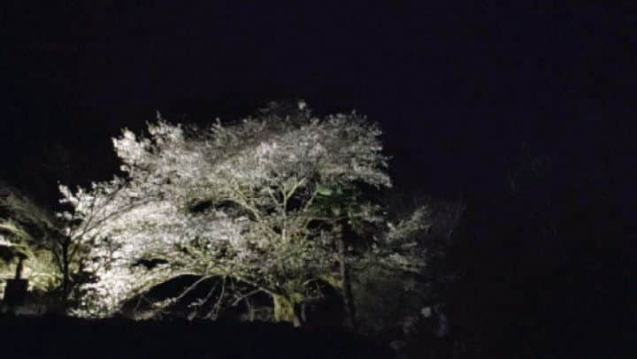 岩野理沙のインスタグラム：「佐伯の 青山地区黒沢にある 東光庵の塩釜桜です☺️✨  何日か前のもので、満開からは少し過ぎたかなというお話だったのですが、充分に美しく、また幻想的な雰囲気の塩釜桜を見ることができました🥺うっとり  20日頃までライトアップを 行っていますよ⭐  時間は 午後７時～9時頃まで。  ただ週末は天気が崩れる 予報なので、 明日がオススメです✨  見に行かれないという方も この写真と 動画で癒されて下さい💕🌸  #佐伯　#塩釜桜　#佐伯市　#東光庵　#桜　#夜桜#幻想的　#ライトアップ　#夜　#暗闇に浮かび上がる　#写真　#動画　#春 #青山地区」