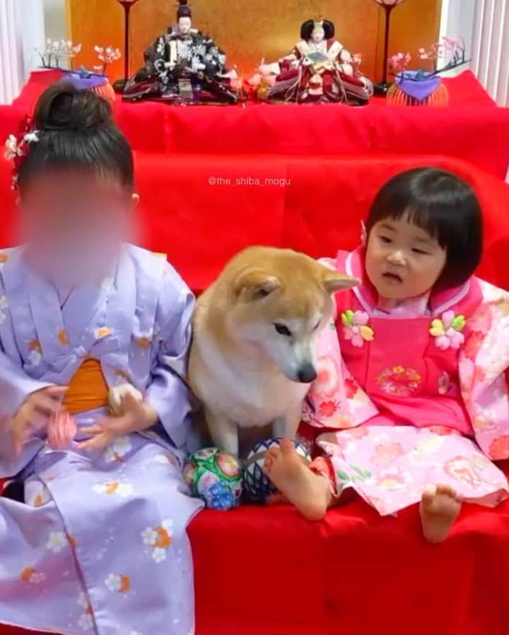 Moguのインスタグラム：「. いい子いい子が強めなの。 👶Good girl. Good girl. Good girl. Good girl. #ひなまつりの歌がちょっと違う子分①を見る子分②の目 . @the_shiba_mogu  #柴犬 #shibainu #shiba#赤柴 #redshiba#犬 #dog#しばいぬ#nannydog#犬と子供#子供と犬#柴犬と子供#柴#赤ちゃんと犬#犬と赤ちゃん#柴犬と赤ちゃん#赤ちゃんと柴犬#柴犬のいる暮らし#子守犬」