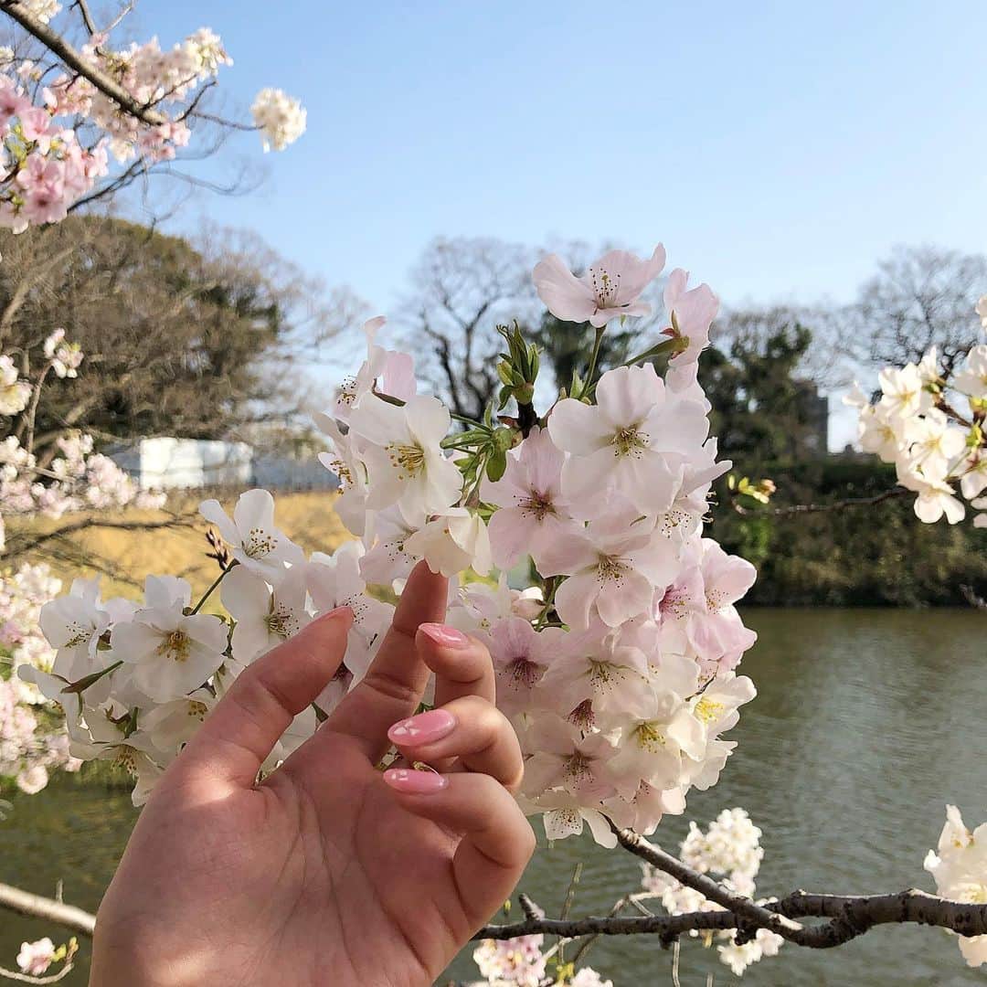 横山紗弓さんのインスタグラム写真 - (横山紗弓Instagram)「ㅤㅤ 歩いてたら桜が綺麗で🌸 立ち止まって写真撮ってる人が沢山いて なんだかほっこりした日でした。 私の爪にも桜の花びらがひらひら 真っピンクネイルにシェルで再現してもらいました♡ いつも楽しい @unnails.nishijin さん 3月いっぱい平日クーポン出ているそうです👧🏻 #ジェルネイル #ピンクネイル #春ネイル #桜ネイル #花びらネイル」3月18日 22時06分 - 1129sym