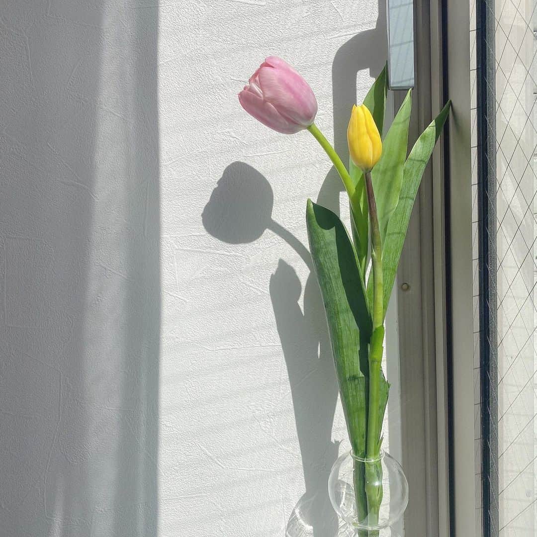安中亜美さんのインスタグラム写真 - (安中亜美Instagram)「ㅤㅤㅤㅤㅤㅤㅤㅤㅤㅤㅤㅤㅤ 今日は事務所にチューリップ買った🌷 春やなぁ、可愛い、、、❤︎ ㅤㅤㅤㅤㅤㅤㅤㅤㅤㅤㅤㅤㅤ #チューリップ#春#tulip #spring」3月18日 22時24分 - amitwinsworld