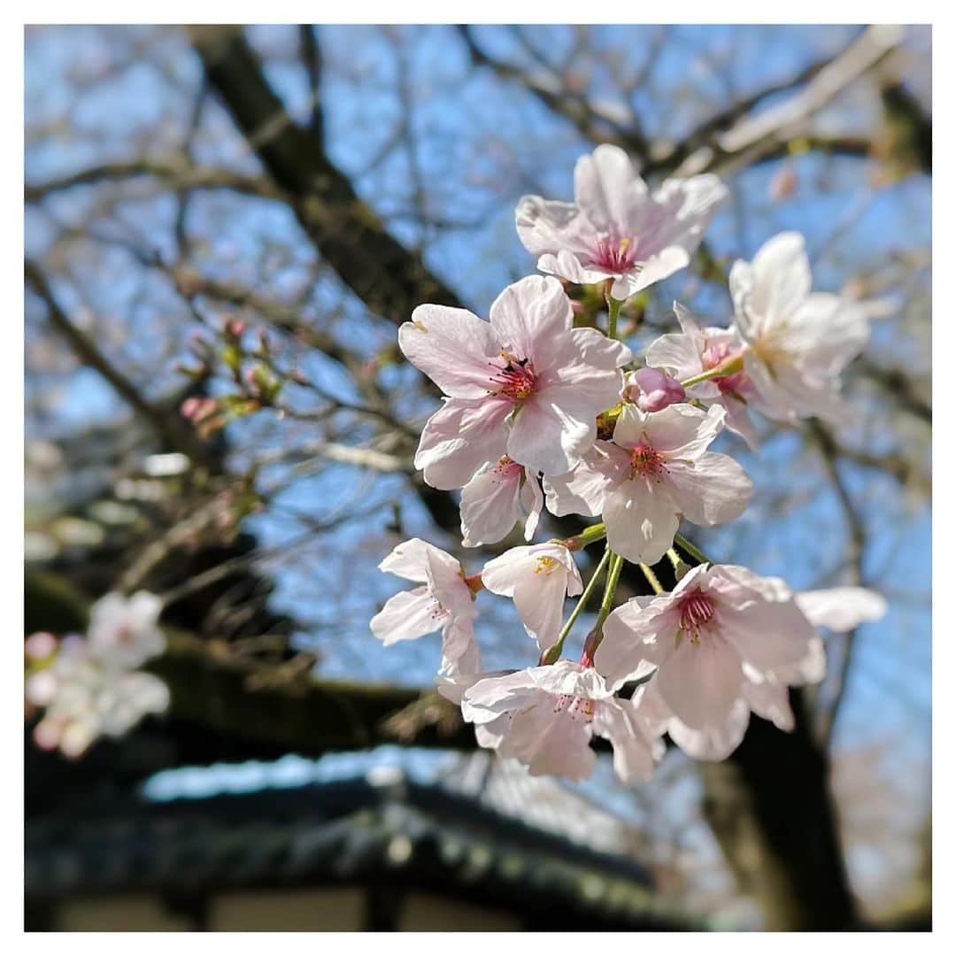 さだまさしさんのインスタグラム写真 - (さだまさしInstagram)「八女の桜🌸 . #桜 #八女 #さだまさし #sadamasashi #山本健吉 #石橋秀野」3月18日 13時46分 - sada_masashi
