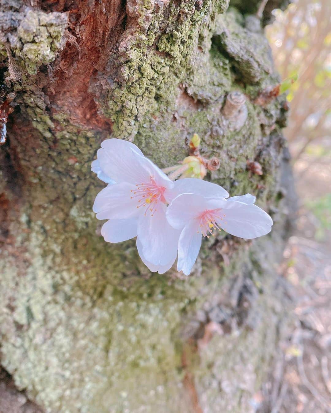 宮尾俊太郎さんのインスタグラム写真 - (宮尾俊太郎Instagram)「春の訪れ  #桜#春」3月18日 16時32分 - shuntaro_miyao