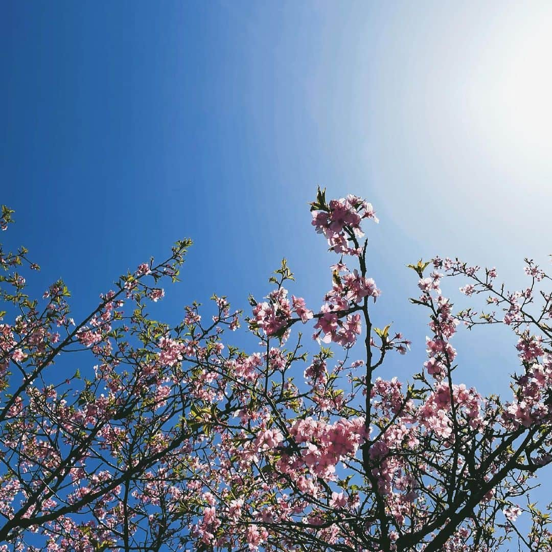 岡本夏美さんのインスタグラム写真 - (岡本夏美Instagram)「卒業おめでとう、みなさん、 おめでとうございます🌸 なんだか、 悲しい窮屈な近頃ですけど みんなが新しい世界へ 一歩踏み出せますように！！ 願っています！！ 幸あれ！！」3月18日 16時45分 - okamoto_natsumi